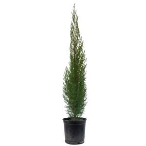 Cipres M20 Viveros Moreno Plant