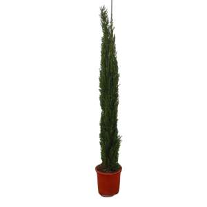 CUPRESSUS TOTEM