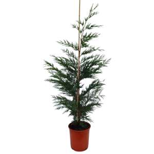 LEYLANDII M20