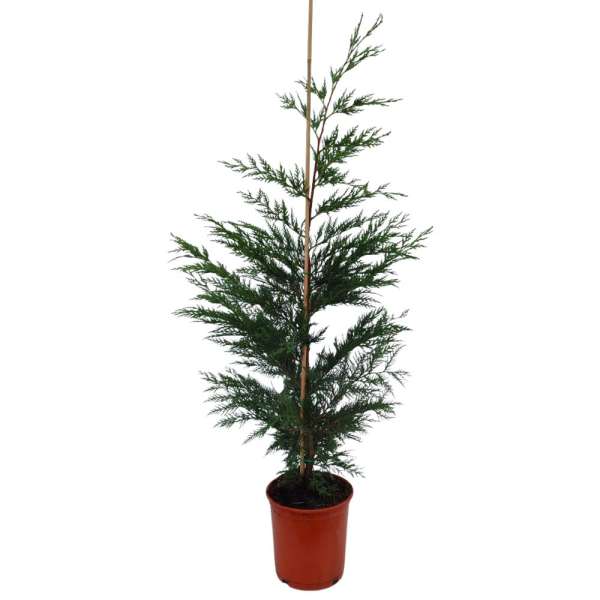 LEYLANDII M20