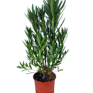 Nerium Oleander - Adelfa M20 (5L)