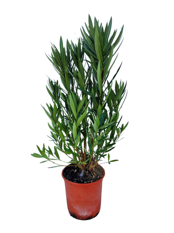 Nerium Oleander - Adelfa M20 (5L)
