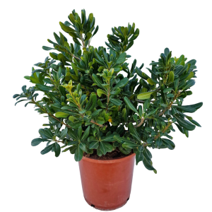 Pittosporum tobira C25
