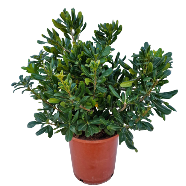 Pittosporum tobira C25