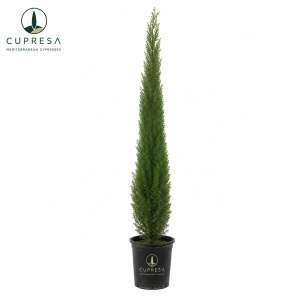 Cipres C25 Cupresa