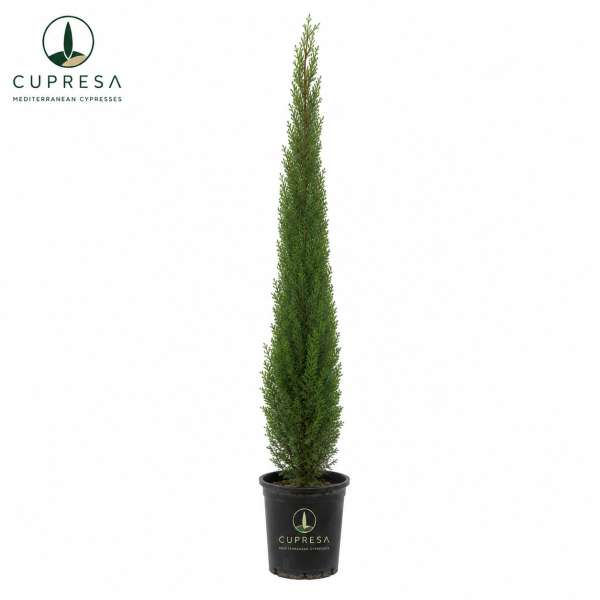 Cipres C25 Cupresa