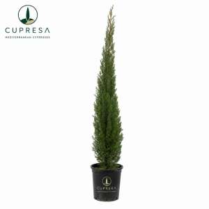 Cipres C35 Cupresa