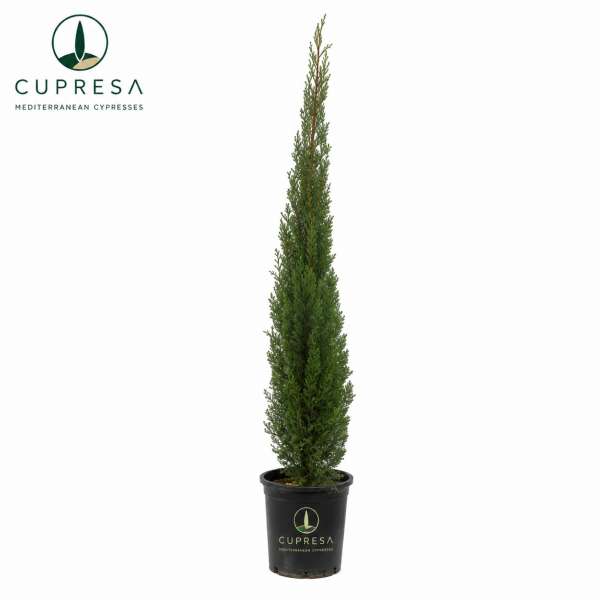 Cipres C35 Cupresa