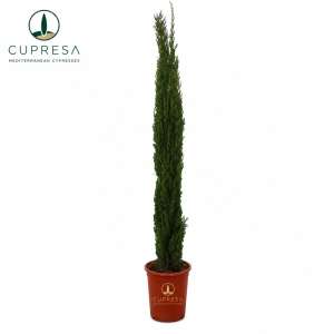 Ciprés Totem C30