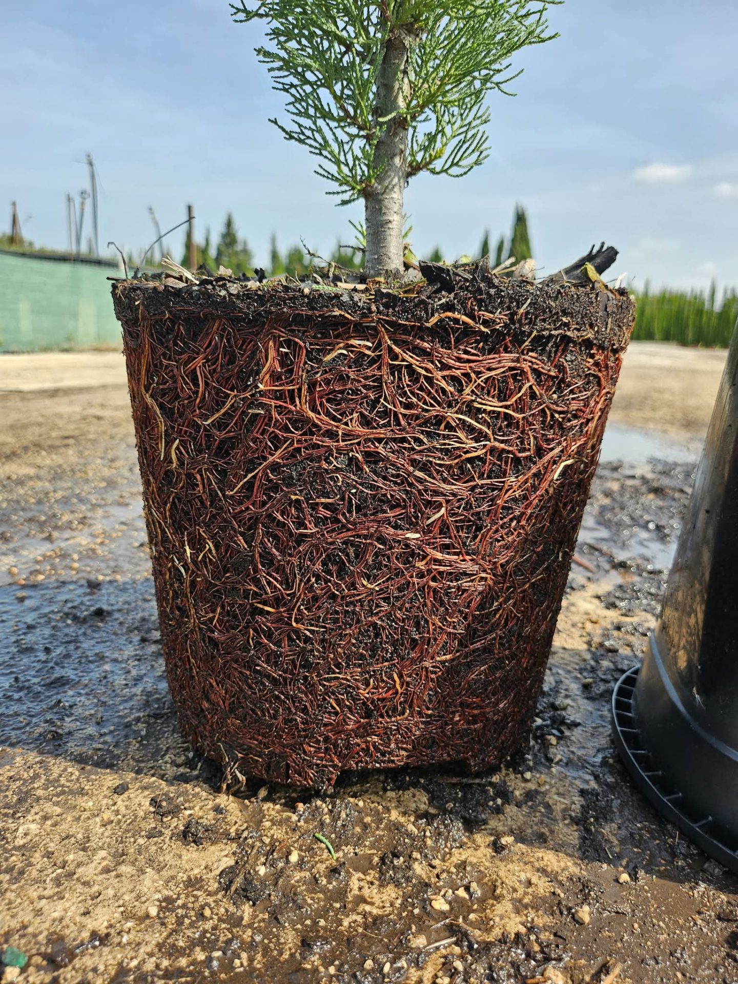 cupresa cepellon
