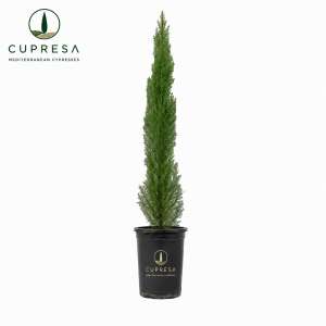 cupresa cipres c25