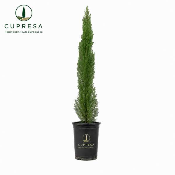 cupresa cipres c25